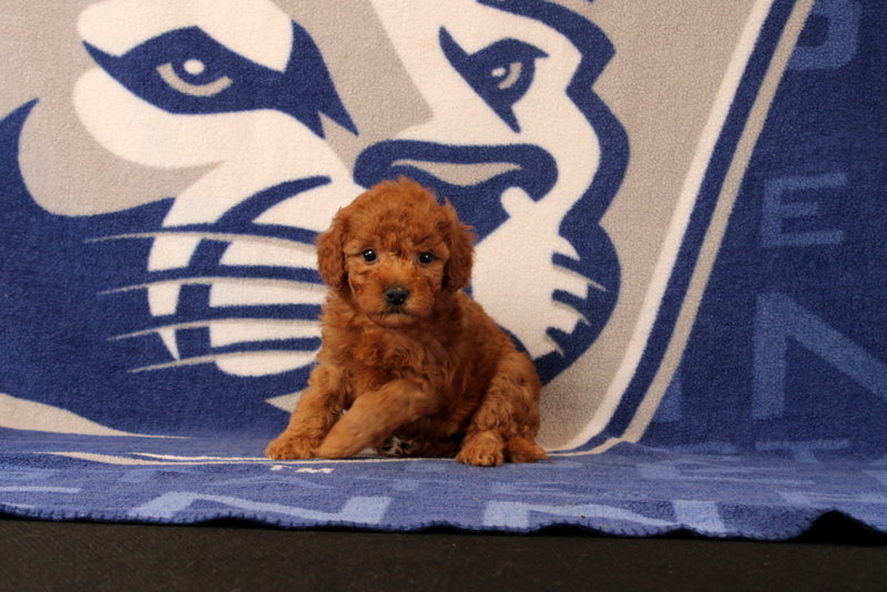 puppy, for, sale, Mini Goldendoodle F1B, Matthew B. Stoltzfus, dog, breeder, Gap, PA, dog-breeder, puppy-for-sale, forsale, nearby, find, puppyfind, locator, puppylocator, aca